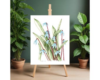 Squill Plant Color Pencil Print Adorns Bright Blue Flowers