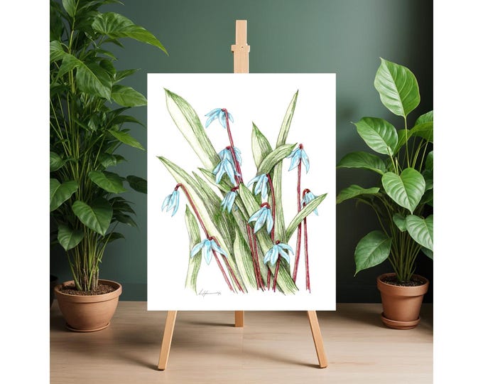 Squill Plant Color Pencil Print Adorns Bright Blue Flowers