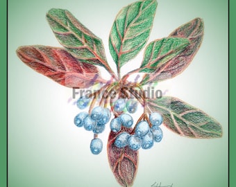 Print of a Color Pencil Drawing Named 'Blue Berry' Unframed 7 1/2"x8"