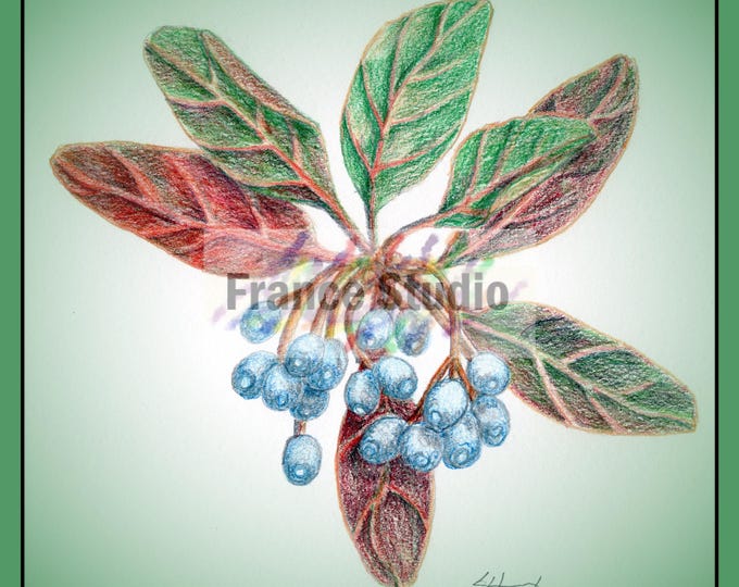 Print of a Color Pencil Drawing Named 'Blue Berry' Unframed 7 1/2"x8"
