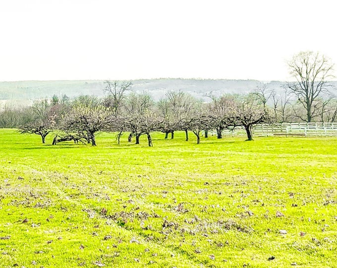 Print of an Original Photograph 'Open View' 8.5"x11"
