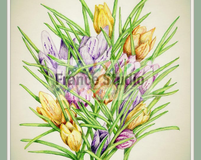 Print of a Color Pencil Drawing Named 'Crocus' Unframed 8 1/2"x11"