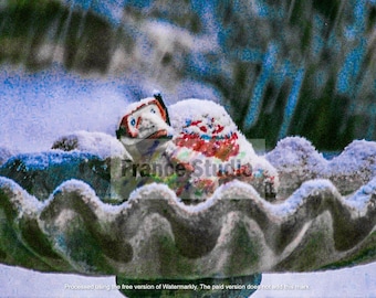 Named 'Snow Turtle' Photo of Turtle Protecting Itself from Snow Fall