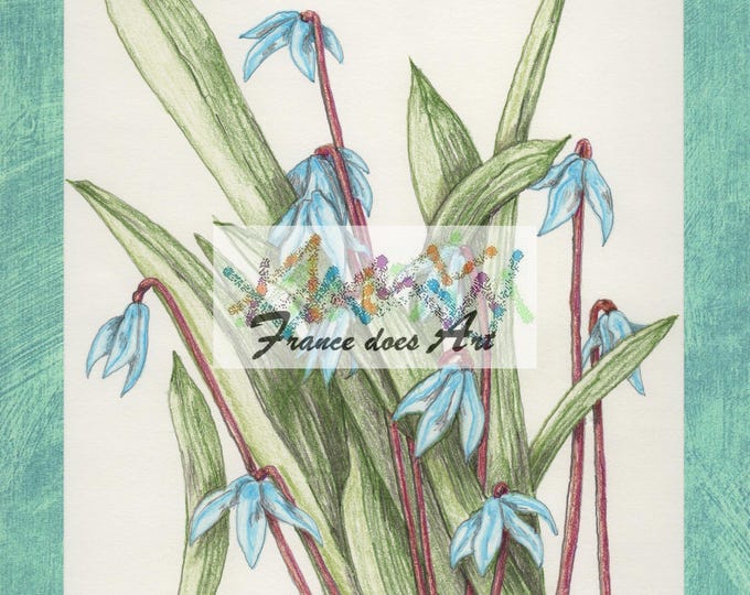 Print of a Color Pencil Drawing Named 'Squills' Unframed 8 1/2"x11"