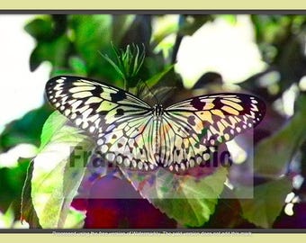 Butterfly  Named Kaleidoscope in the Midst of a Colorful Bush