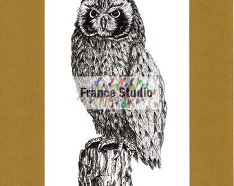 Print of a Pen & Ink Drawing of an Owl On a Log 'Mrs Who?' with Digital Matt