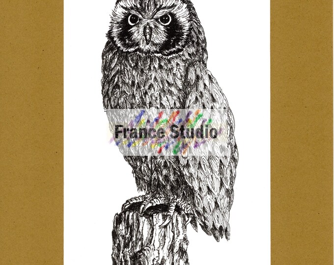 Print of a Pen & Ink Drawing of an Owl On a Log 'Mrs Who?' with Digital Matt