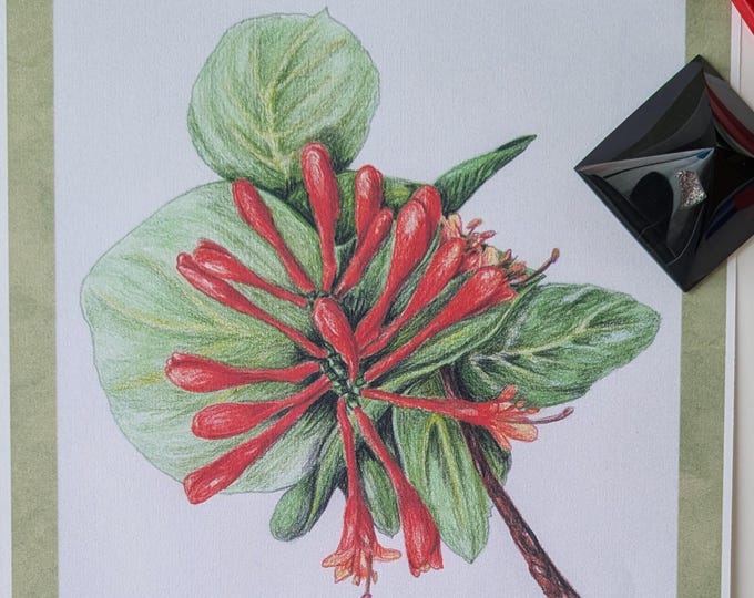 A beautiful art print that captures the essence of nature with its detailed and realistic depiction of the honeysuckle flower.