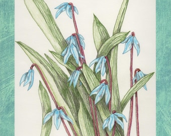 Print of a Color Pencil Drawing Named 'Squills' Unframed 8 1/2"x11"