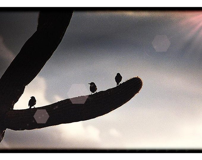 The photo of "Birds on a Cactus" is an art print featuring a unique and whimsical scene of birds perched on a cactus
