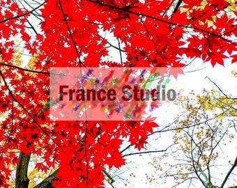 Print of Views Through Trees Looking Up to the Sky in a variety of Colors Unmatted & Unframed