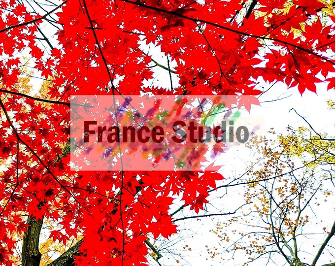 Print of Views Through Trees Looking Up to the Sky in a variety of Colors Unmatted & Unframed