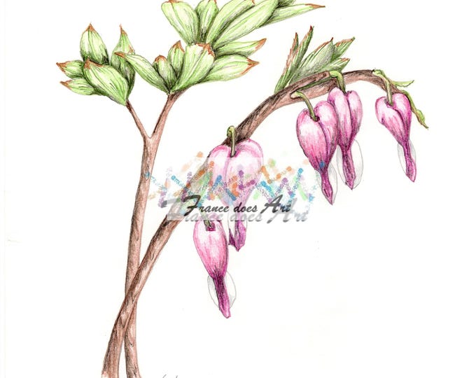 The print of a bleeding heart flower is a beautiful art piece