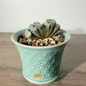 May include: A Haworthia succulent with thick, textured, dark green leaves planted in a turquoise ceramic pot. The pot features a repeating embossed flower pattern and a small, rectangular orange stamp near the base, filled with small pebbles.