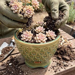 Handcrafted Seal Basin Planter: 4*4 Inch Succulent Pot, Indoor/Outdoor Use