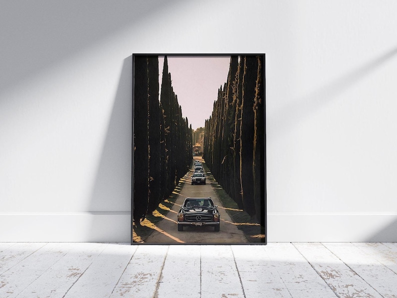 May include: A black vintage car drives down a long road lined with tall, dark green cypress trees. The car is surrounded by other vintage cars, all driving in the same direction. The road is paved and the trees are evenly spaced on either side of the road.