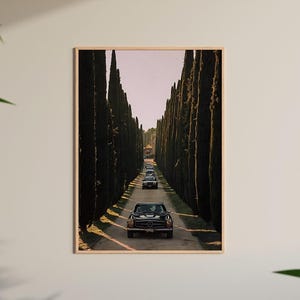 May include: A black vintage car drives down a long road lined with tall, dark green cypress trees. The road is paved and the car is in the center of the frame.