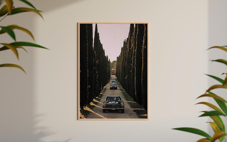 May include: A black vintage car drives down a long road lined with tall, dark green cypress trees. The road is paved and the car is in the center of the frame.