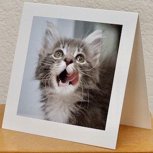 Magnifiques cartes de correspondance pour chats et chatons, épaisses, adaptées à l'encadrement. Qualité artistique. Parfait pour toutes les occasions.