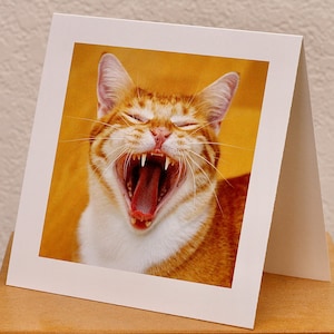 Mooie notitiekaarten voor katten en kittens, zwaargewicht materiaal, geschikt om in te lijsten. Kunstzinnige kwaliteit. Perfect voor elke gelegenheid.