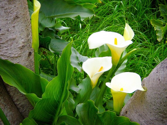 The beauty of Calla Lilies will brighten up any home.  Calla Lilly means “beauty.” The name derives from the Greek word for beauty, kallos.