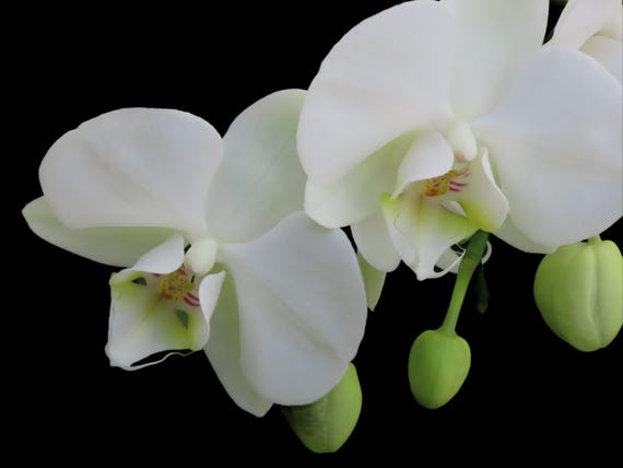 Pristine Orchid petals of bright white against the background's deep black can evoke a sense of depth and dimension.
