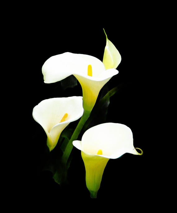 Cala Lilies on a Black Background.  Their elegant, shaped blooms can create a striking contrast against a black background.