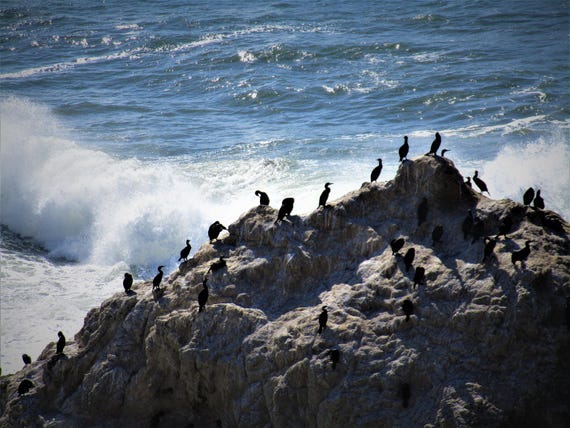 Fascinating Birds of the Sea