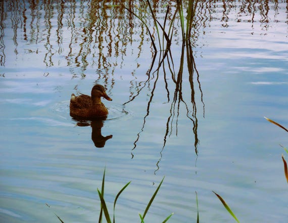 A Lone Duck in Outlying Pond