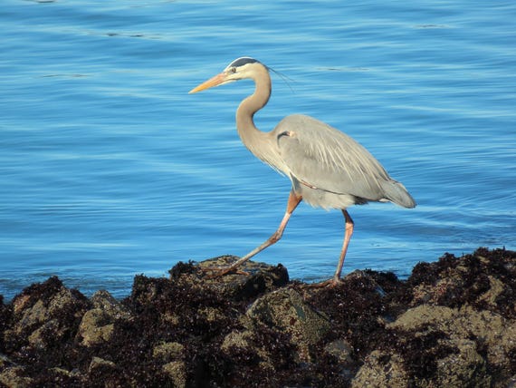 The young blue heron stood gracefully on the rugged rocks, its slender legs balanced perfectly on the uneven surfaces. The dance began..