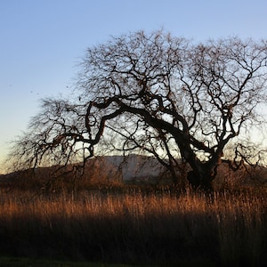 May include: Silhouette of a large, bare tree with twisted branches against a blue sky at sunset. The tree is in the foreground, with a field of tall grass in the background.