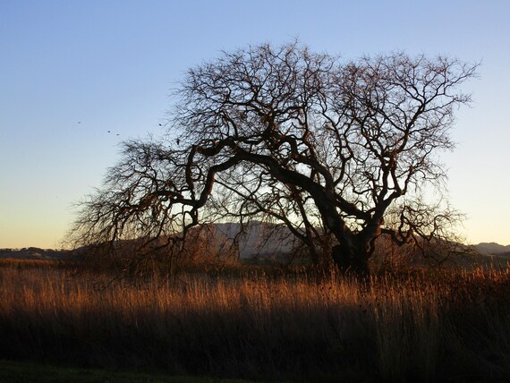 The Mighty Oak Tree stretches its gnarled branches toward the sky, a guardian of the landscape. Just standing alone near the river.
