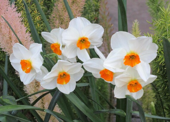 Buttercup Daffodils Bring a Smile