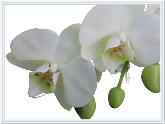 Pure White Orchid: The delicate beauty of white orchids set against a pristine white background creates a serene and elegant aesthetic.