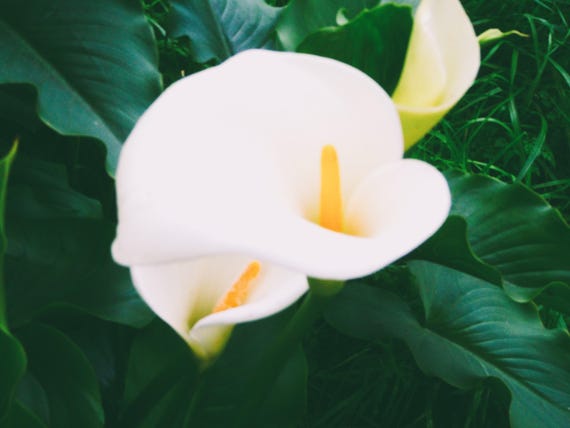 Cala Lilly: Beauty, Creativity, Peace