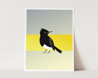 Black Phoebe | 8x10 Original Art Print