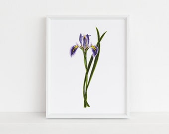 Iris - Michigan Botanical Watercolor Series Art Print