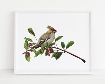 Cedar Waxwing Fine Art Print