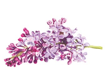 Lilac Branch Illustration