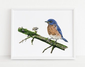 Bluebird Watercolor Fine Art Print