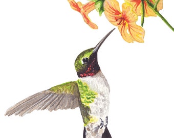 Male Ruby-Throated Hummingbird Watercolor Illustration