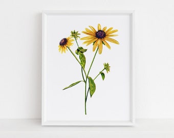 Black Eyed Susan Michigan Botanical Watercolor Series Fine Art Print