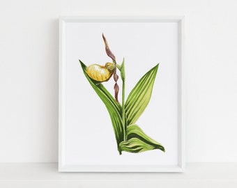 Lady Slipper - Michigan Botanical Watercolor Series Art Print