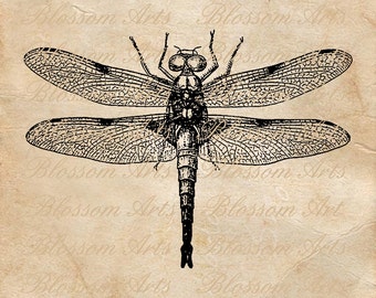 DRAGONFLY Insect Instant Digital Download Clip Art