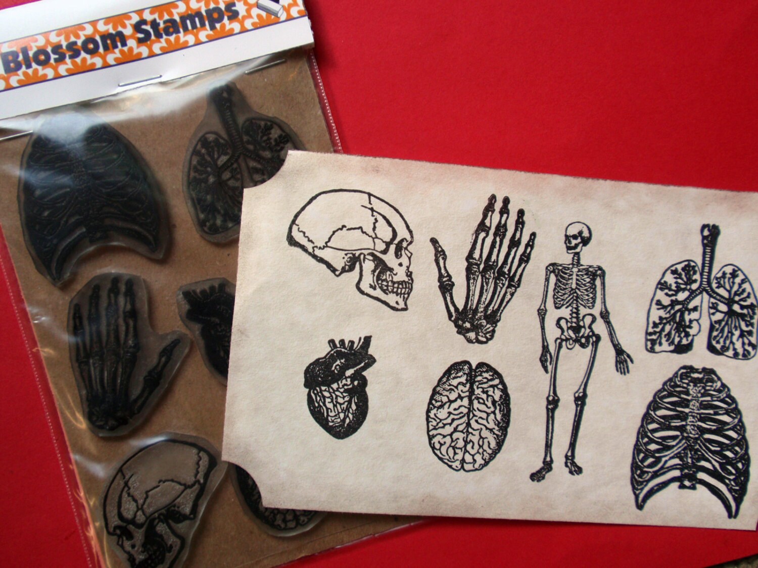 Human Brain Rubber Stamp Anatomy Rubber Stamp Gift for Etsy