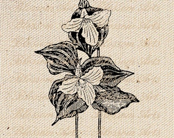 TRILLIUM Wildflower Instant Digital Download Clip Art