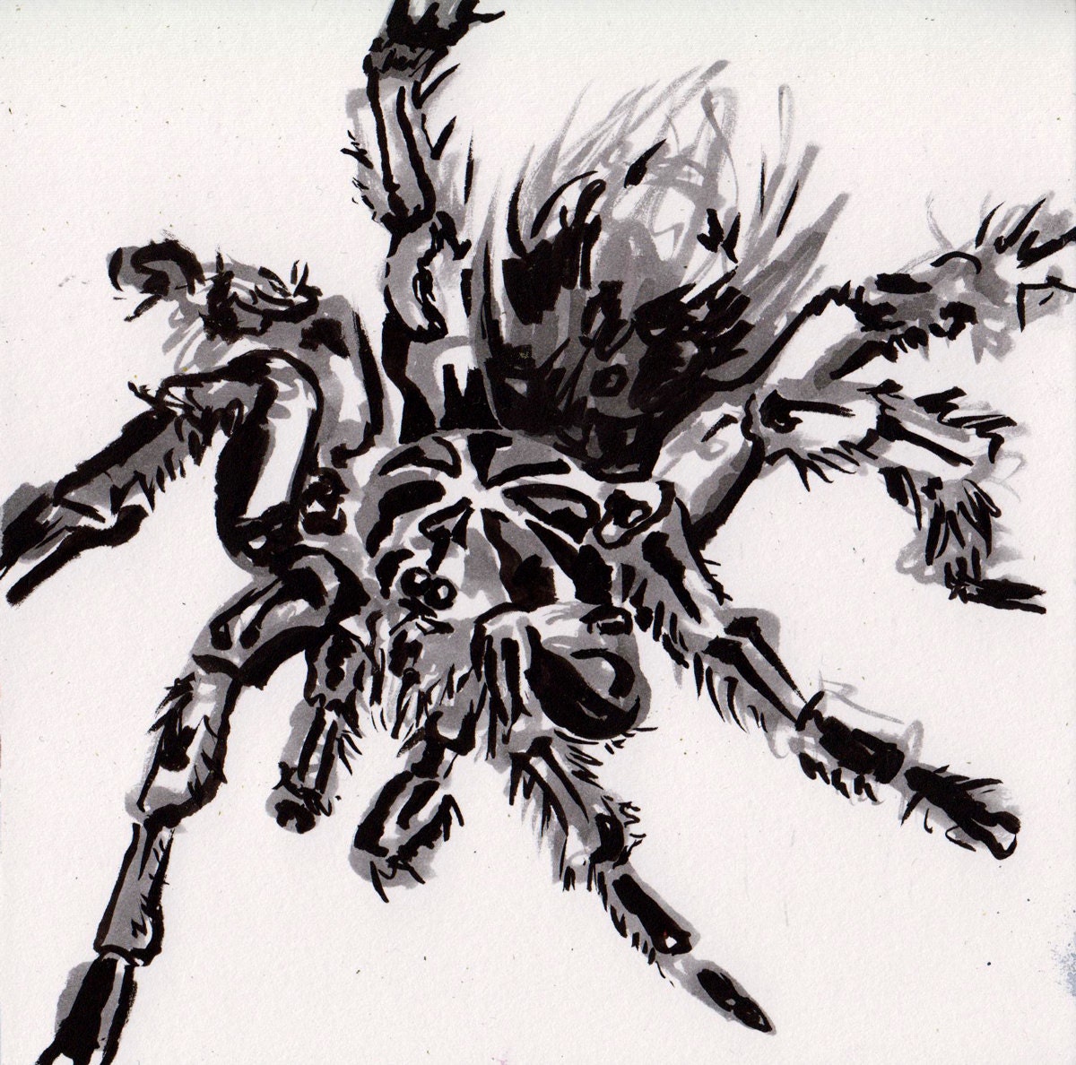Tarantula Ink Painting