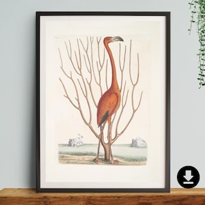 London Zoo Poster, Jungle Print, Animal, Retro Wall, Trams, Vintage Art ,Decor, Gift, him, her, botanical, Present, A2/A3/A4, Flamingo