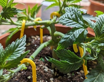 10 Grow Haken, Pflanzen runterbinden, LST Training, 20cm