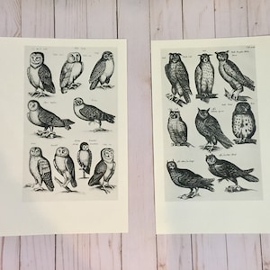Vintage Eulen Prints ~ Joannes Jonstonius ~ fertig zum Einrahmen ~ schwarz weisse Gravuren ~ Vogel Wand Kunst ~ Eulen